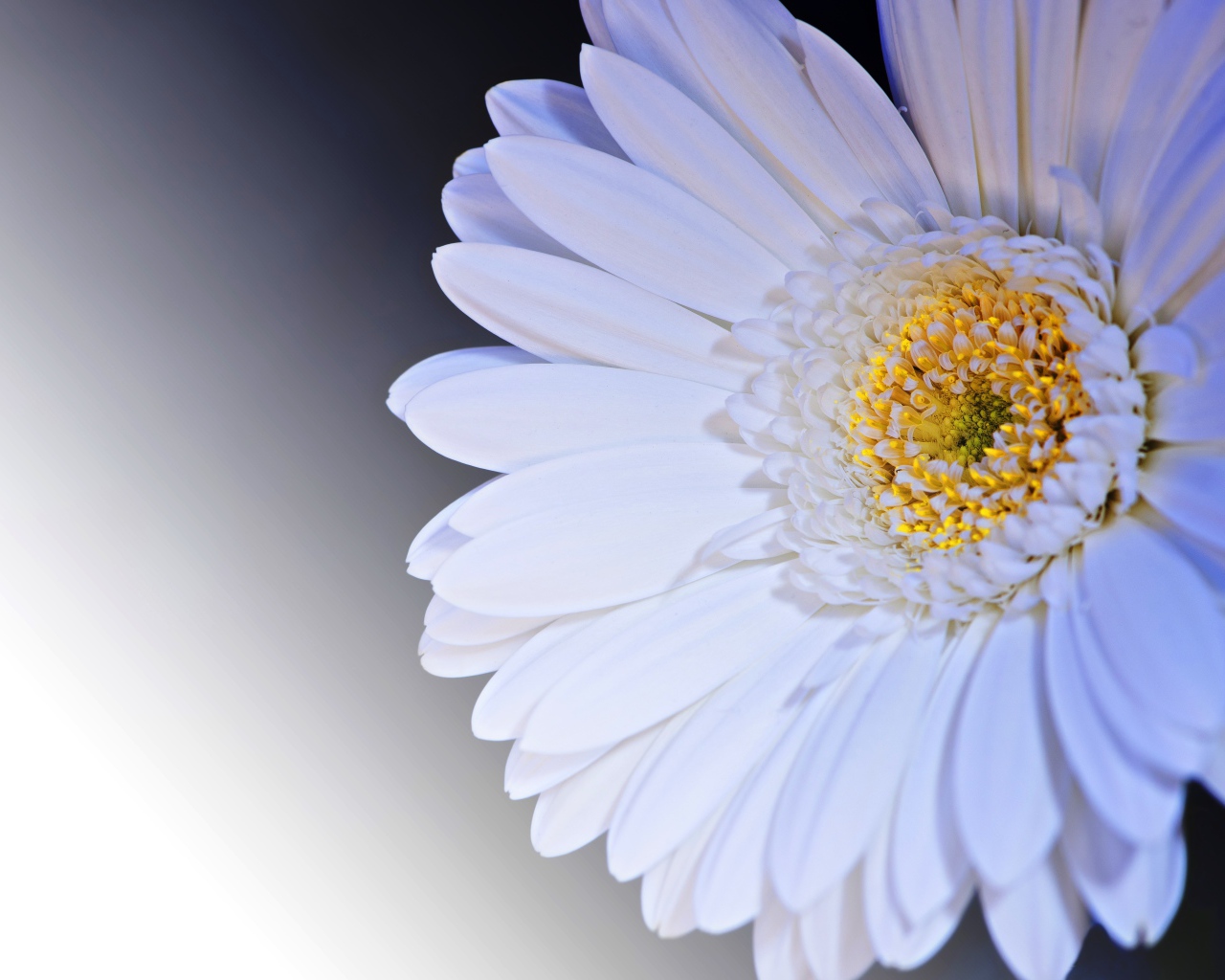 Нежный белый цветок герберы с желтой серединкой крупным планом