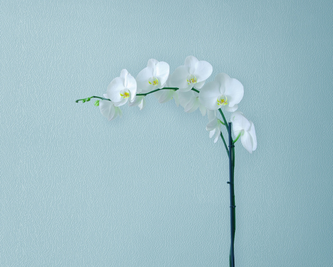 Нежная белая орхидея на сером фоне