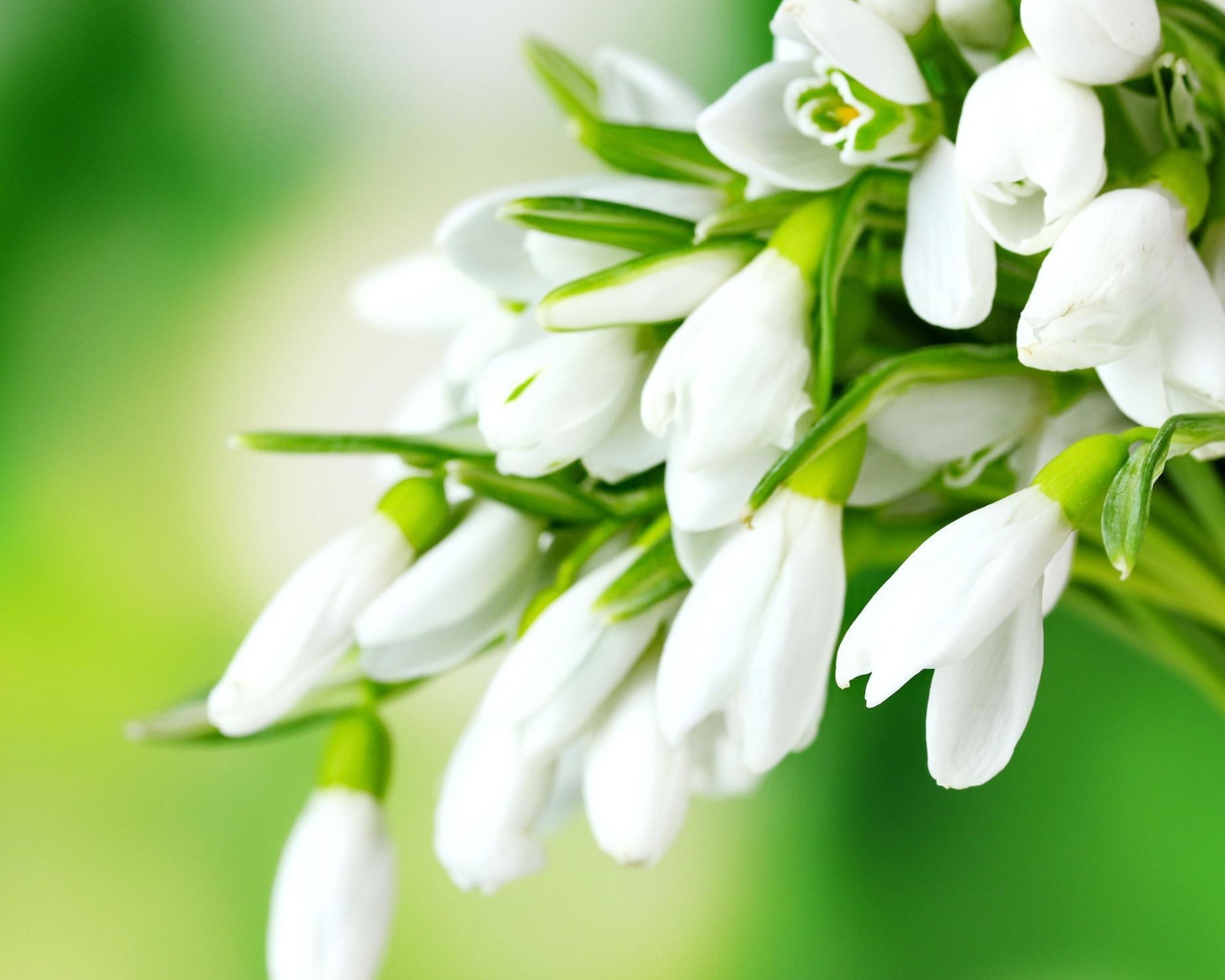 Нежные белые подснежники на зеленом фоне 