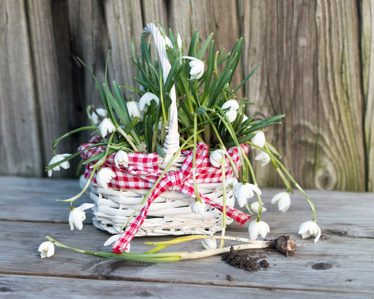 Нежные белые весенние цветы подснежники в корзине