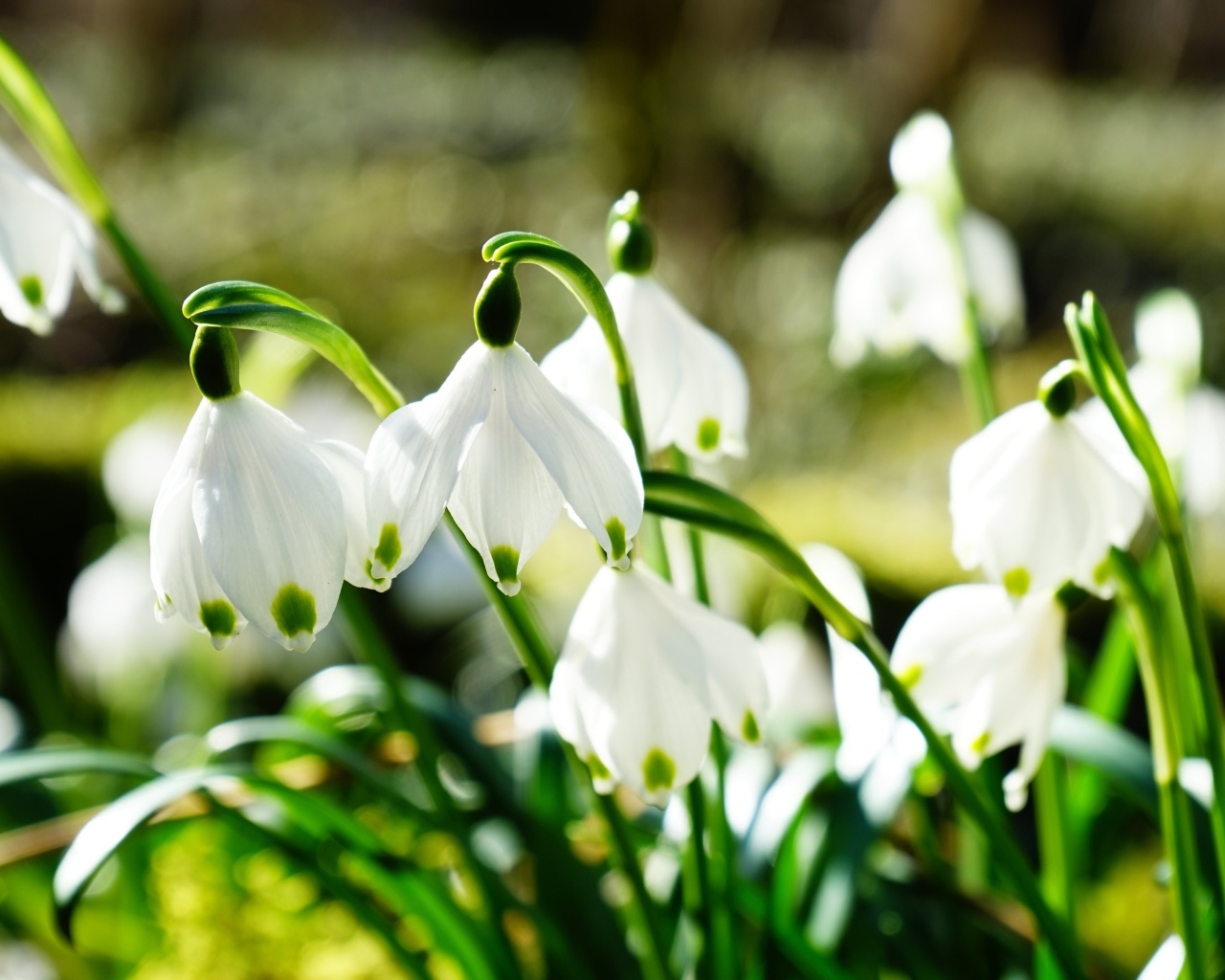Нежные белые весенние первоцветы подснежники
