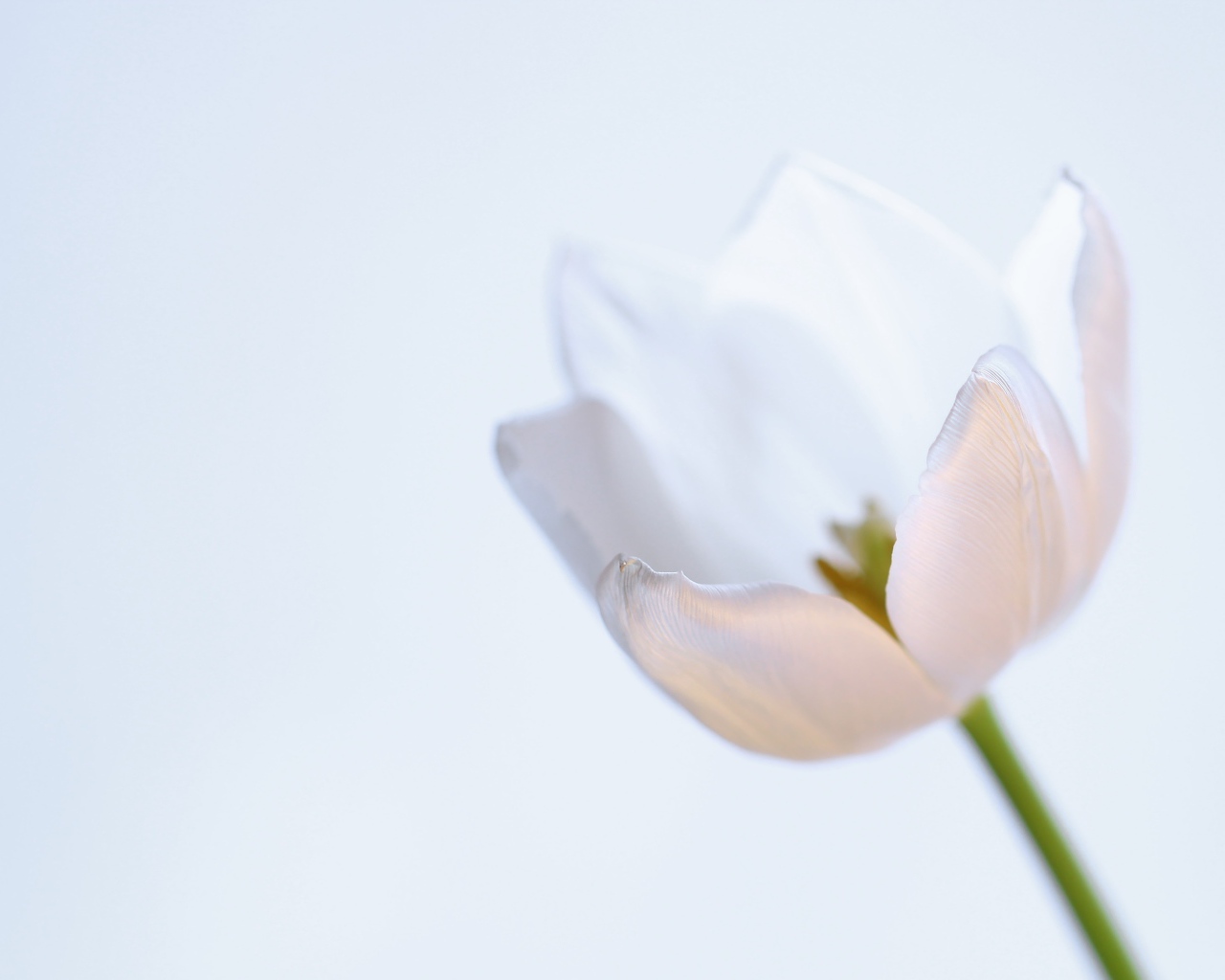 Нежный белый тюльпан на сером фоне