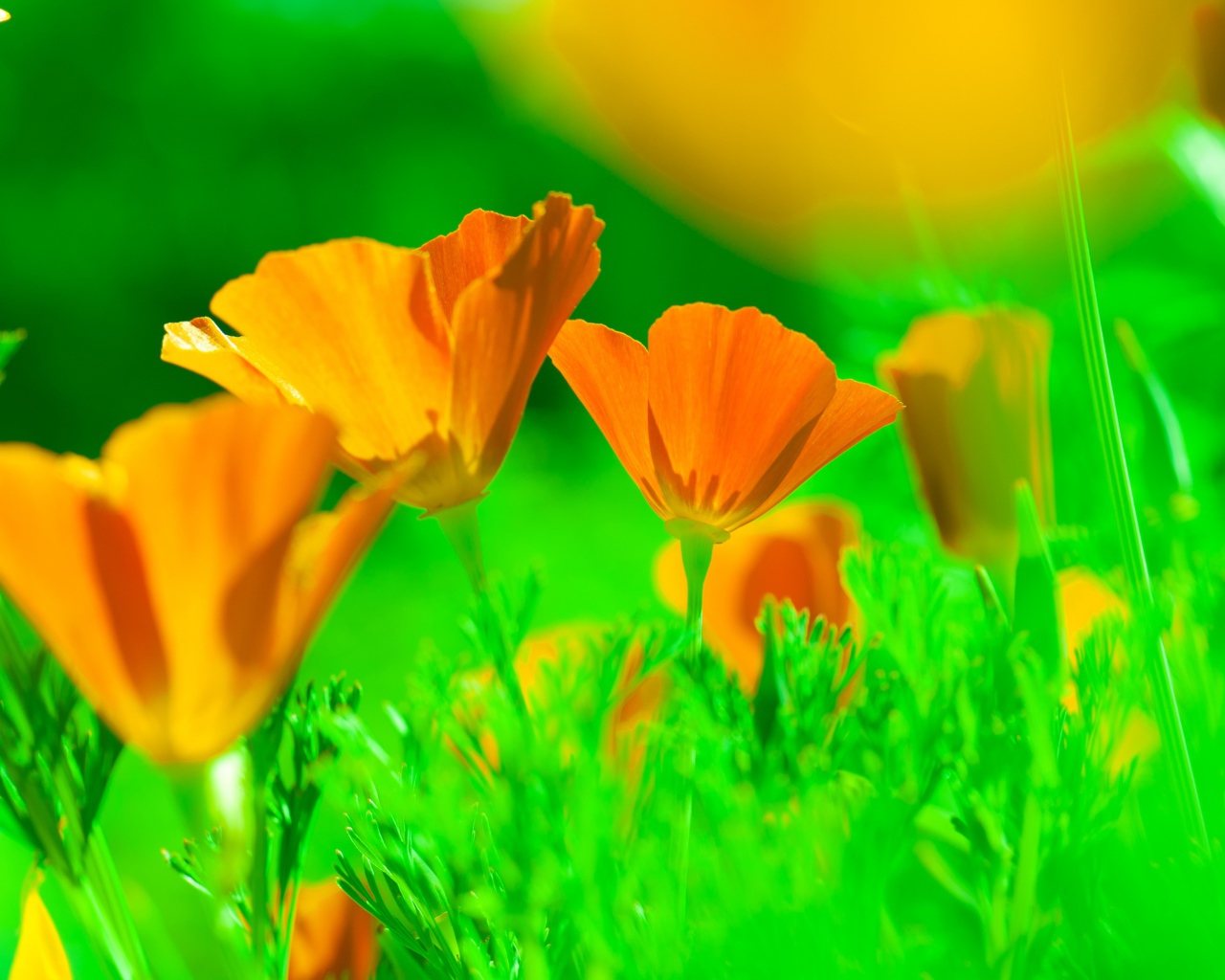 Нежные желтые цветы эшшольция