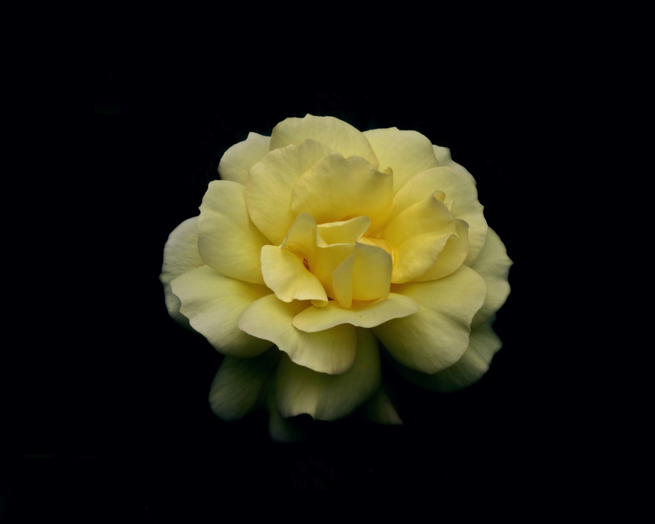 Нежная желтая роза на черном фоне