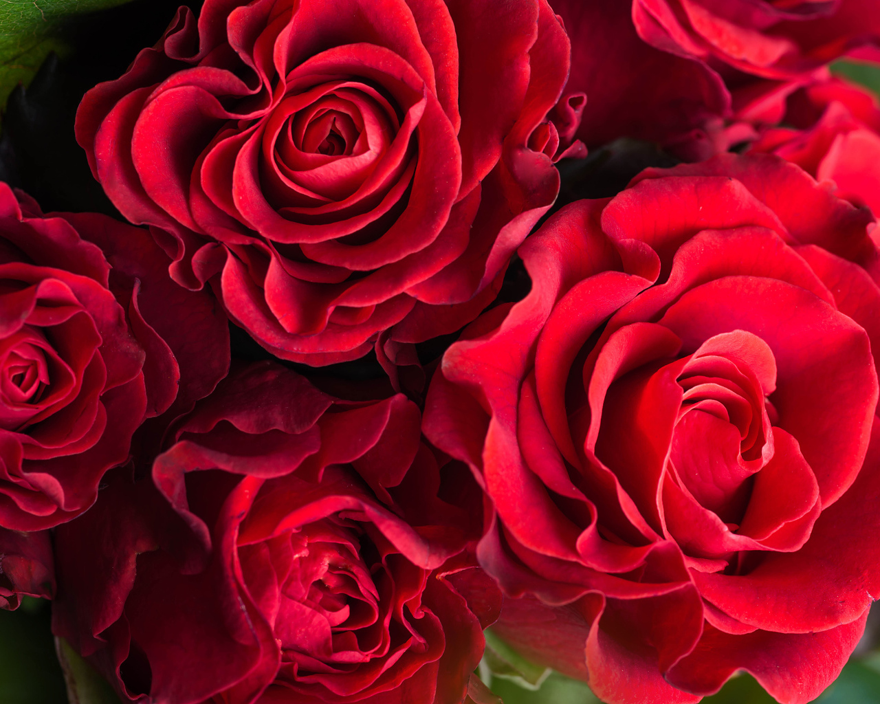 Шикарные красные розы крупным планом