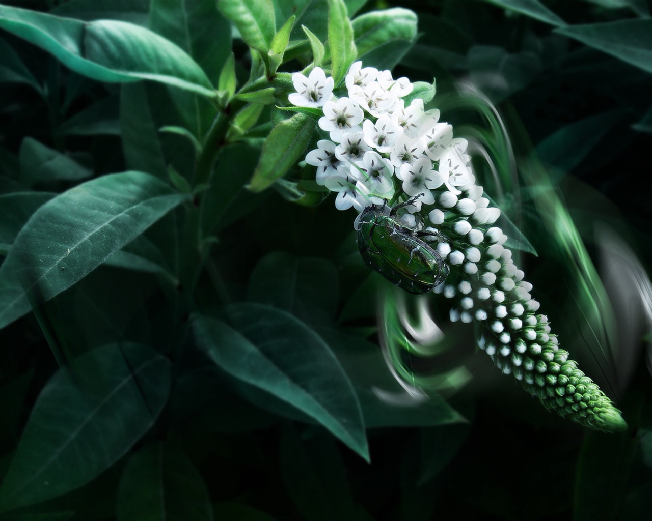 Экзотический белый цветок Буддлея Давида