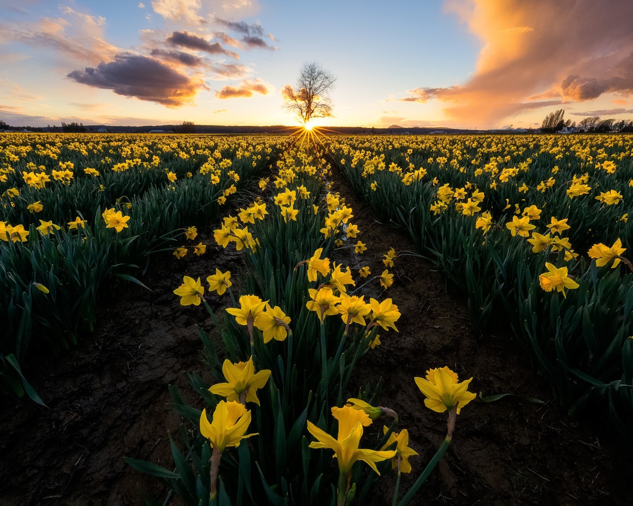 Поле желтых нарциссов в лучах яркого солнца