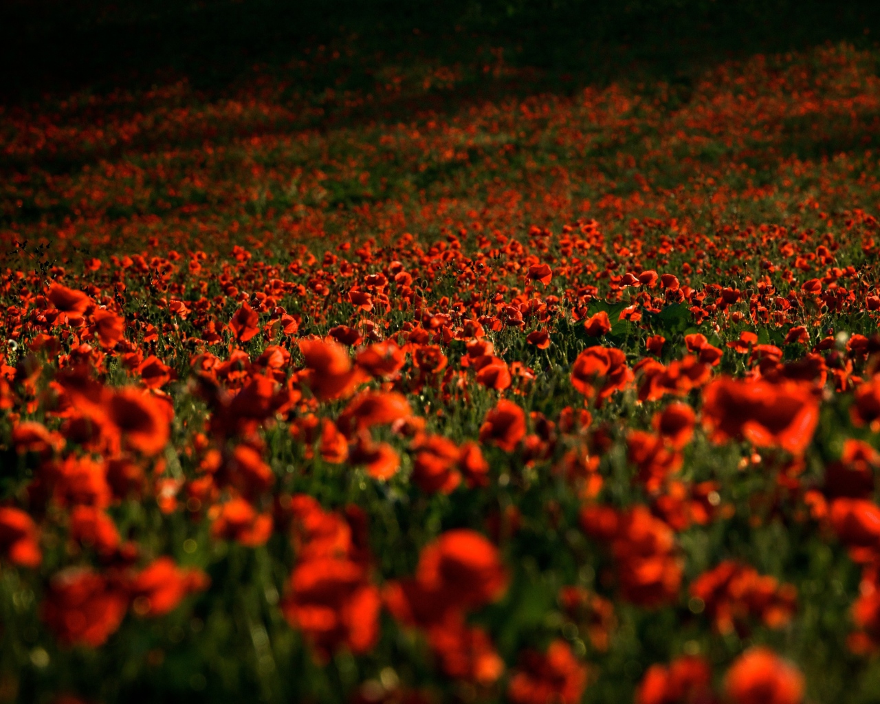 Поле с красными маками в лучах солнца летом