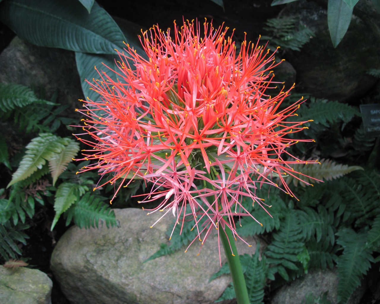 Мелкие розовые цветы папоротника