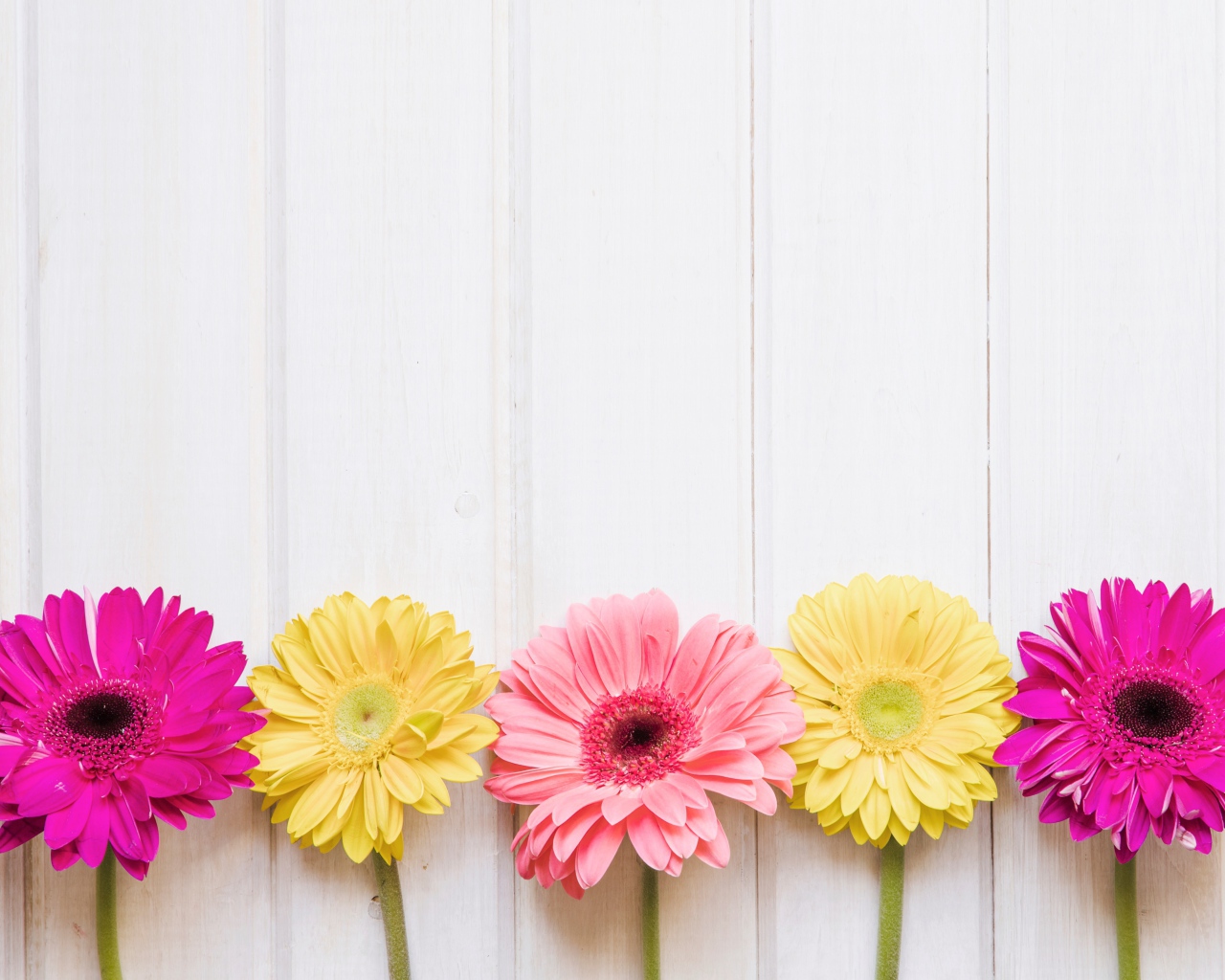 Пять разноцветных гербер на столе