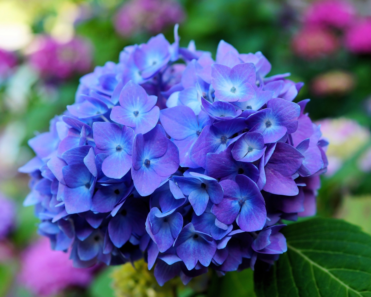 Цветок гортензии крупным планом