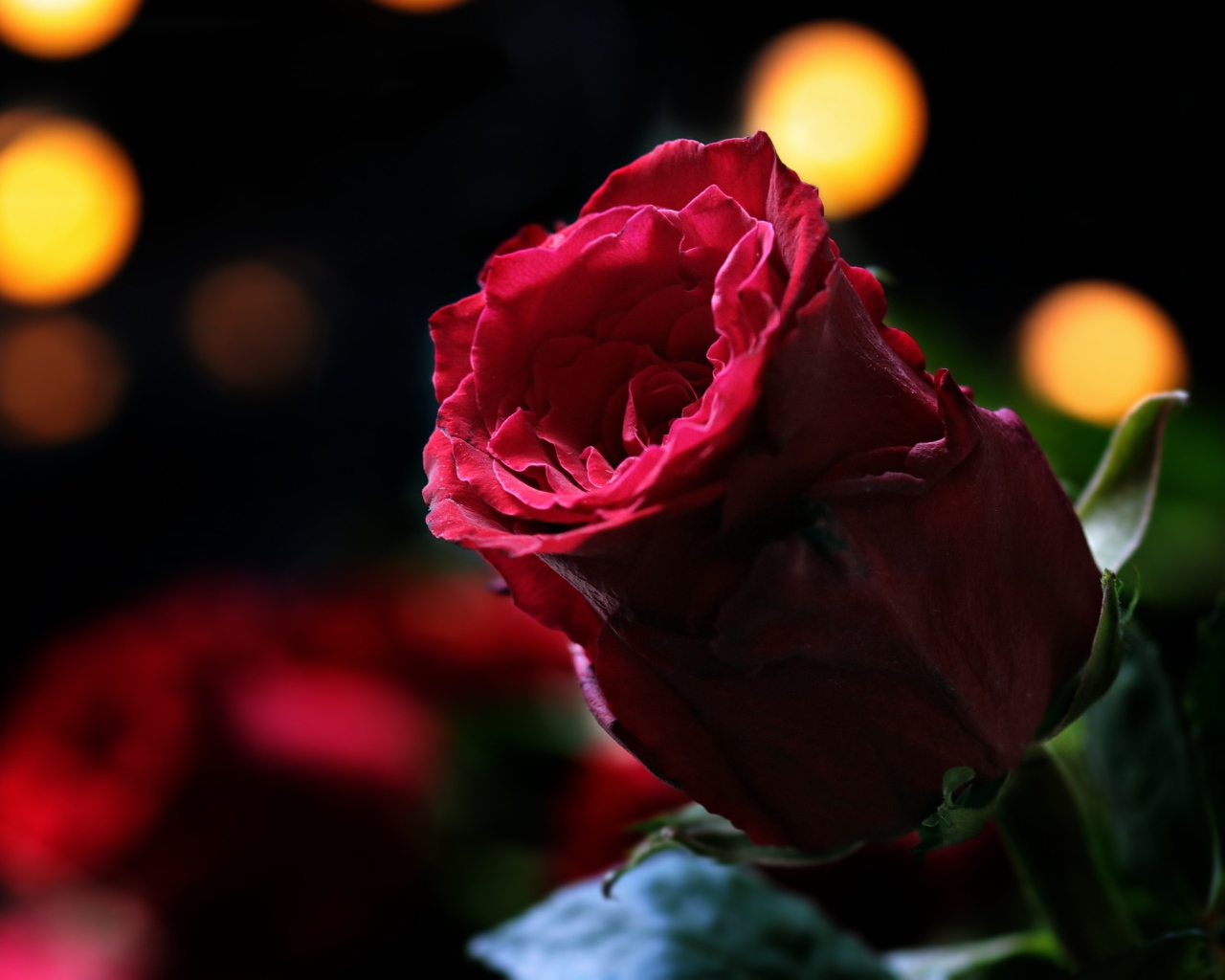 Цветок красивой красной розы крупным планом