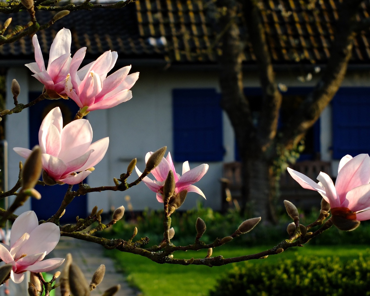 Цветущая ветка магнолии