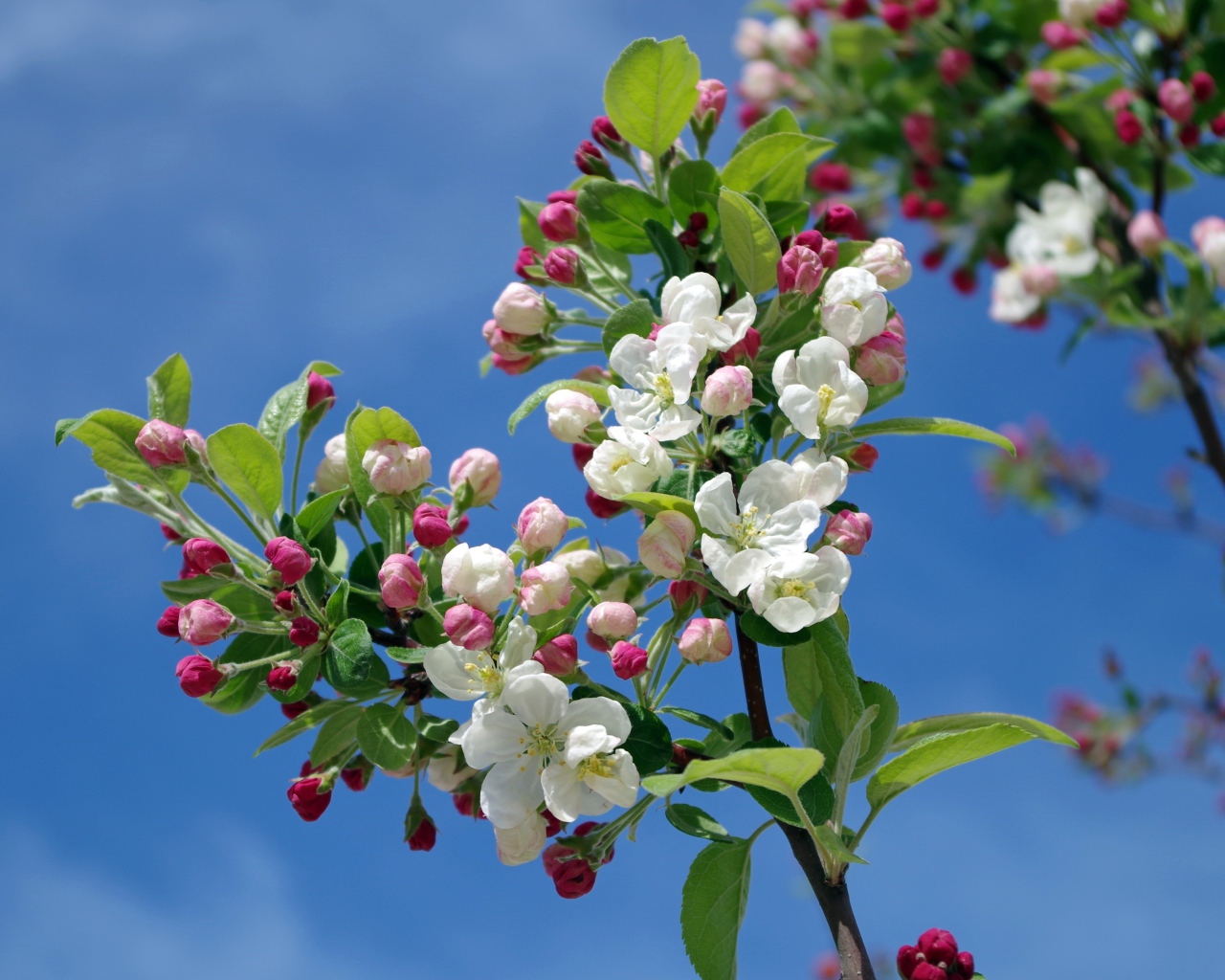 Цветущая весенняя ветка яблони