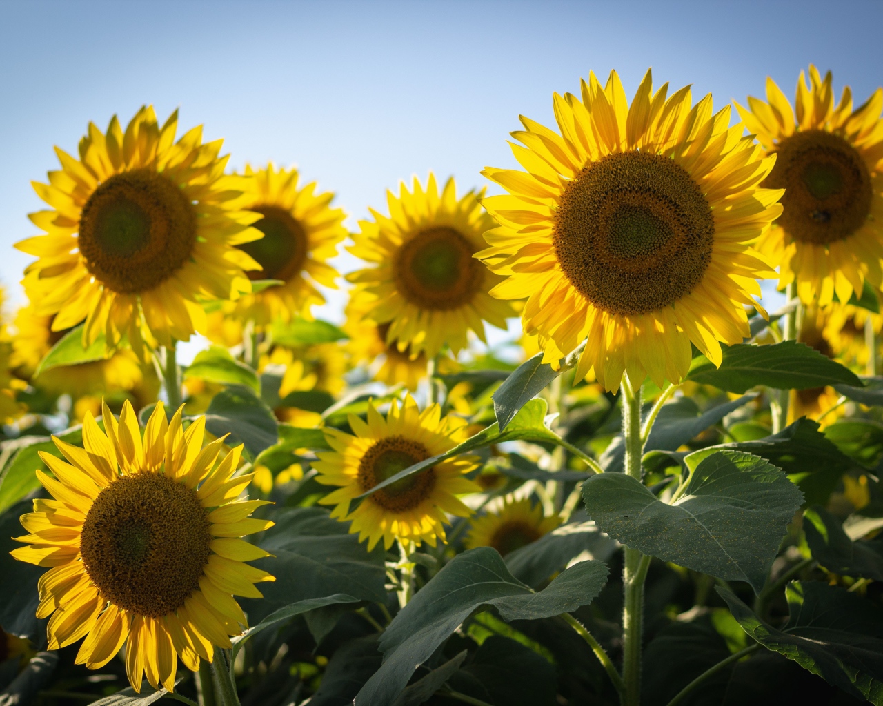 Цветущие желтые подсолнухи на фоне голубого неба