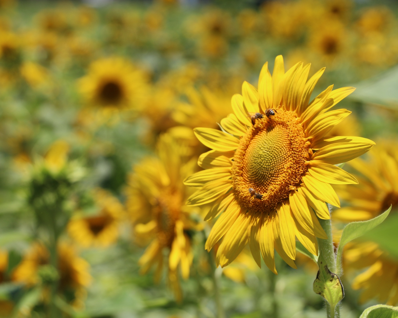 Цветы подсолнуха с пчелами на поле