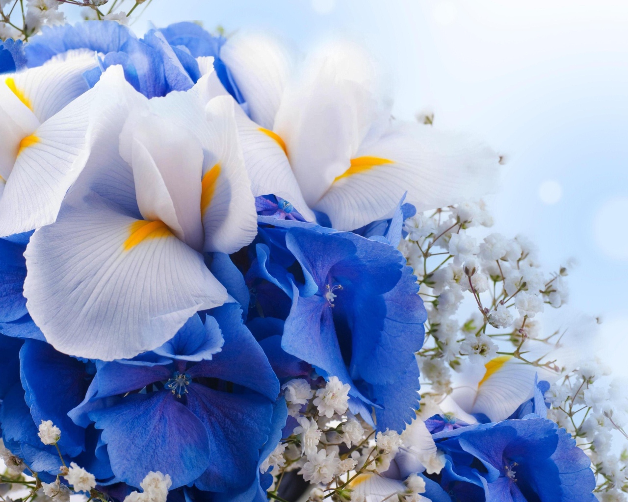 Цветы ириса, гортензии и гипсофилы крупным планом