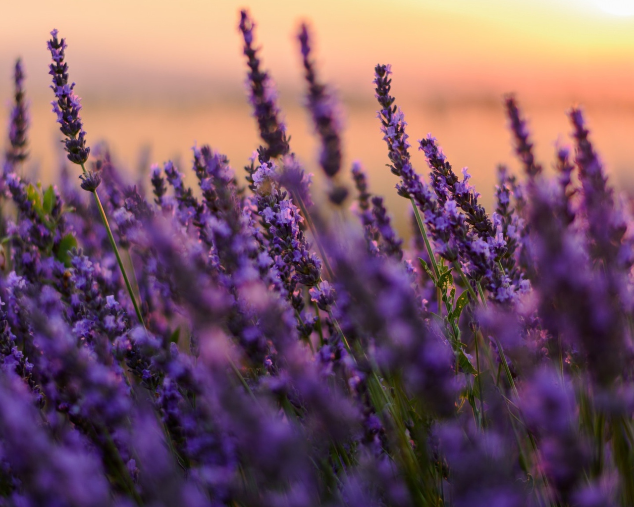Цветы сиреневой лаванды на закате 