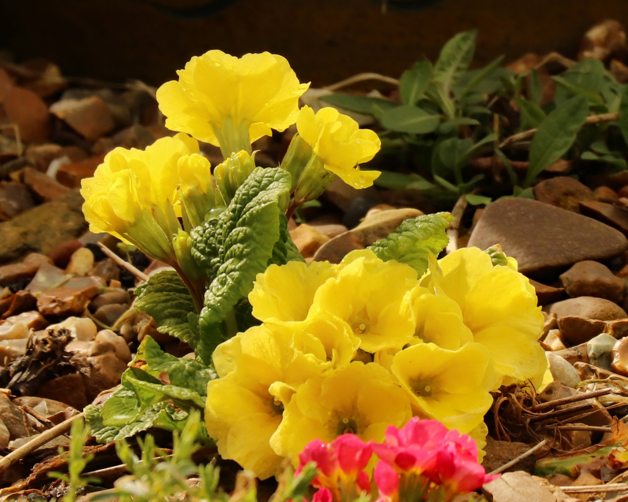 Цветы желтой примулы на камнях 