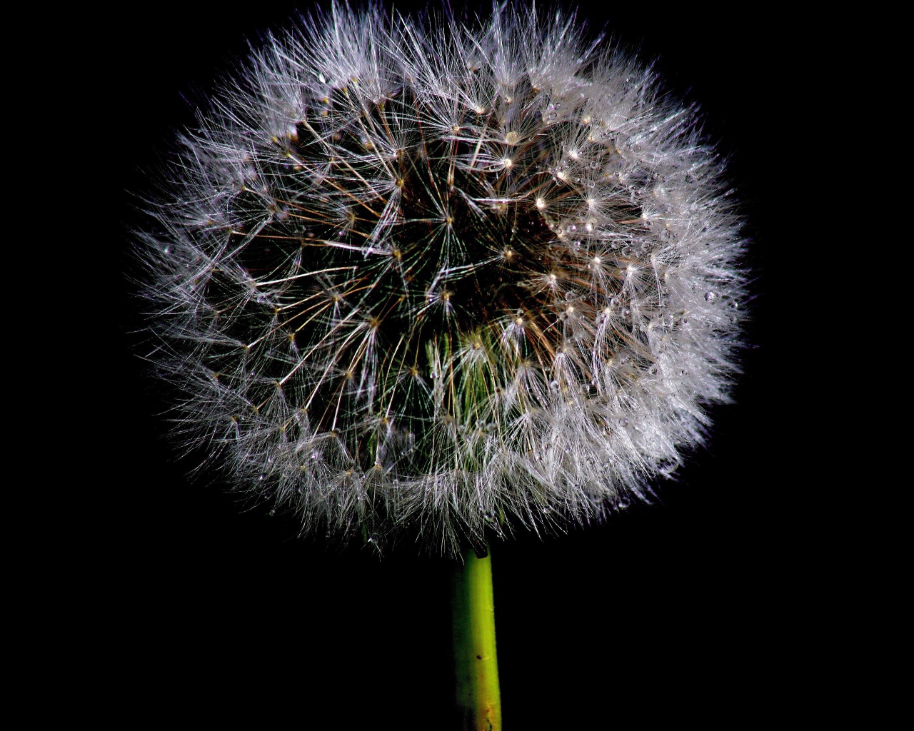 Пушистый белый одуванчик на черном фоне