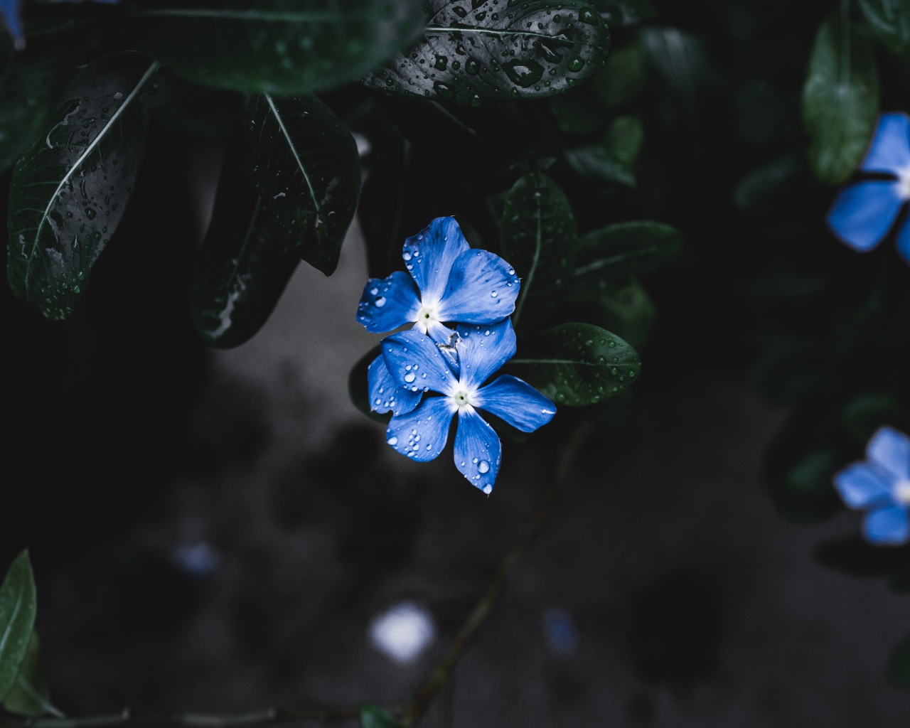 Незабудки в каплях дождя 