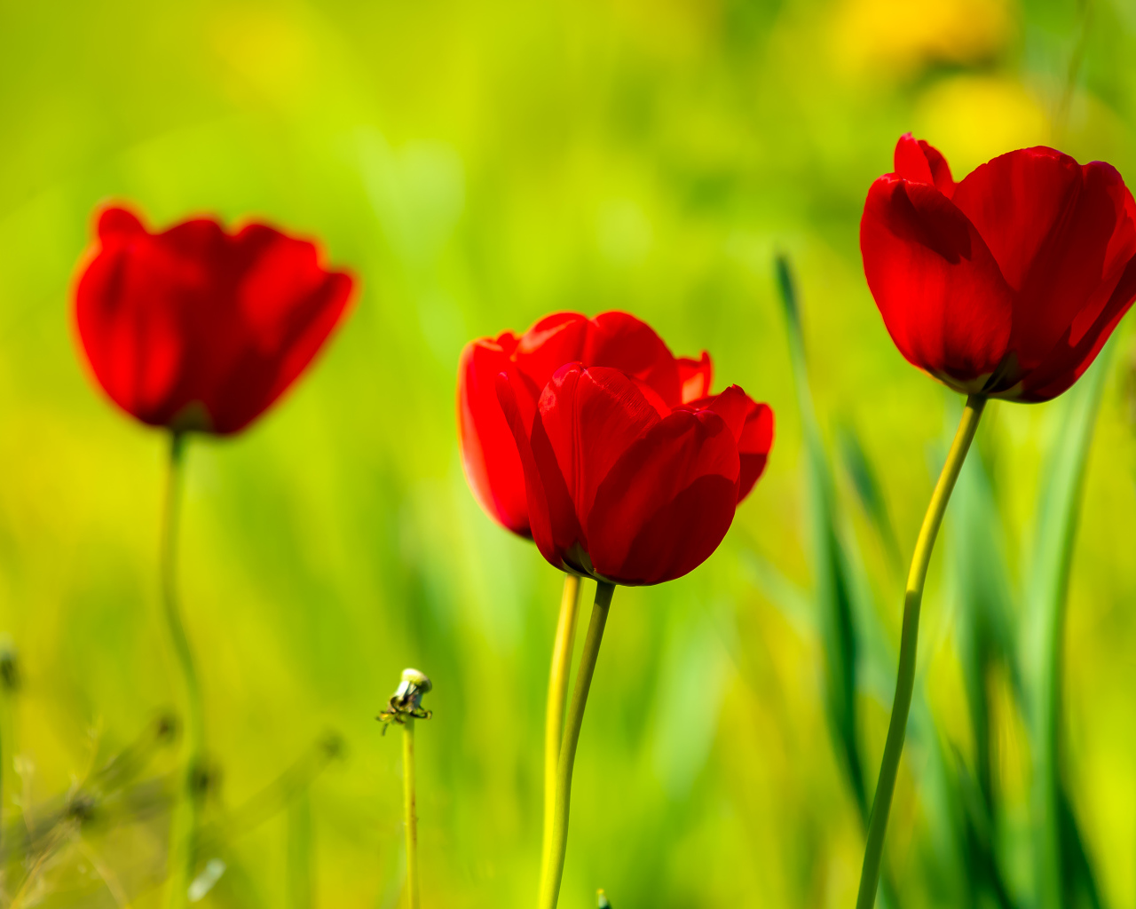 Четыре красных тюльпана в лучах солнца 