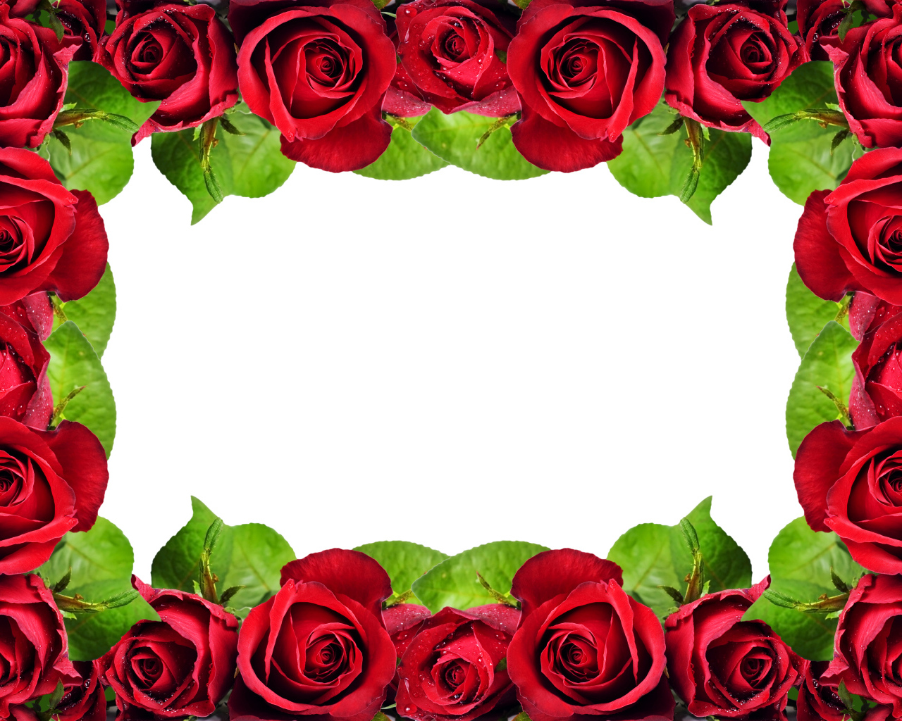 Рамка из красных роз на белом фоне