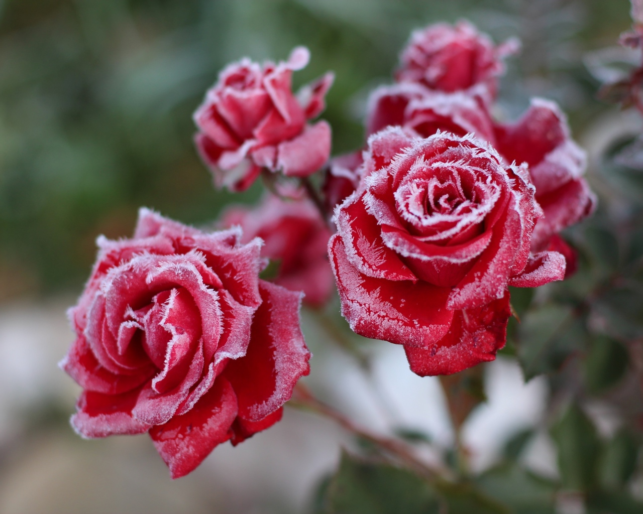 Покрытые инеем красные садовые розы