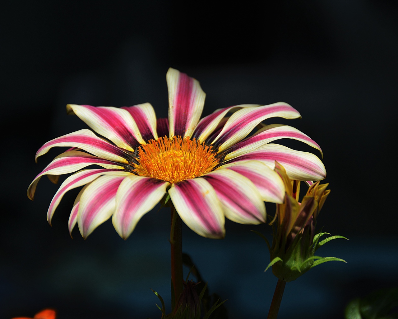 Газания крупным планом на черном фоне