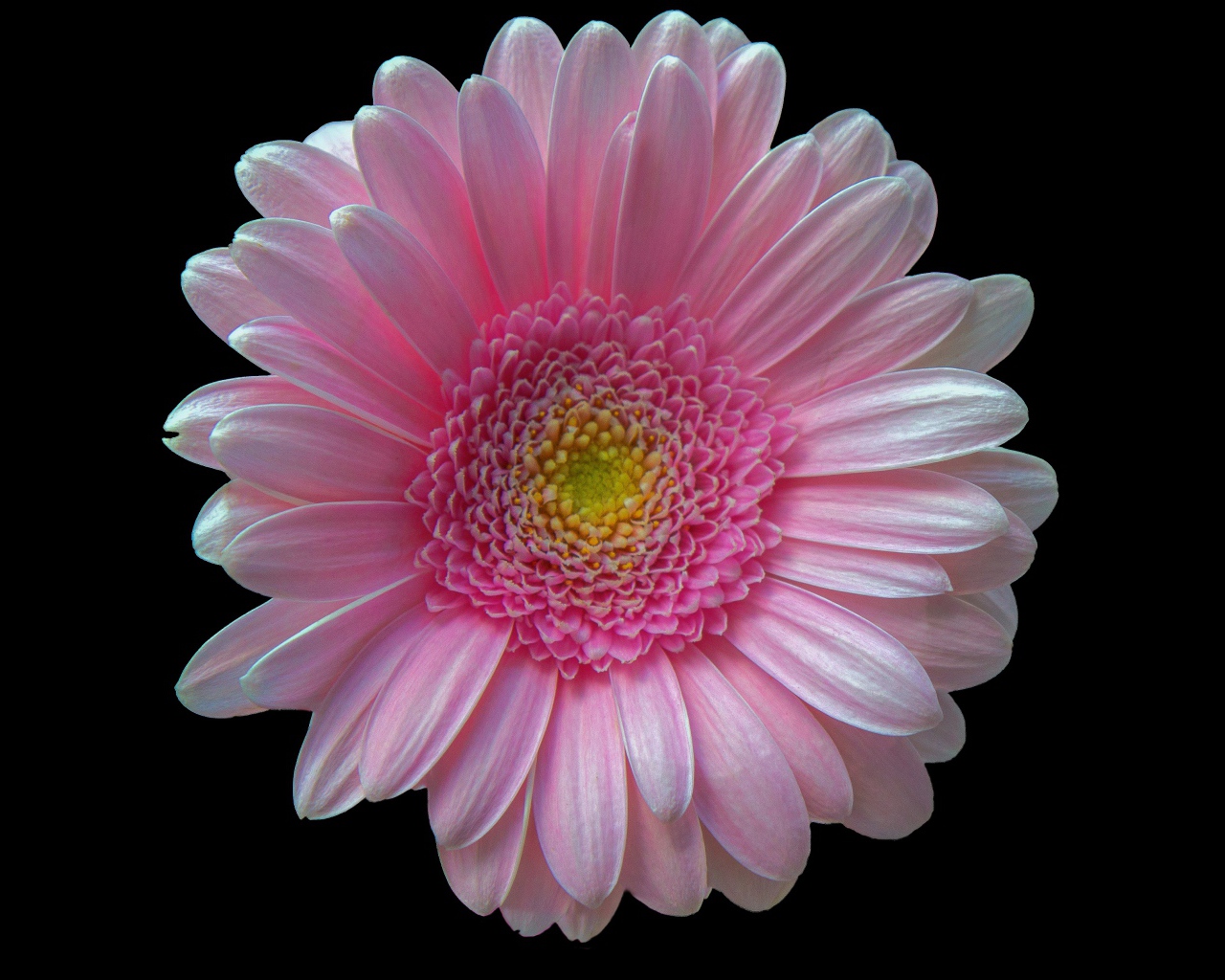 Нежная розовая гербера на черном фоне