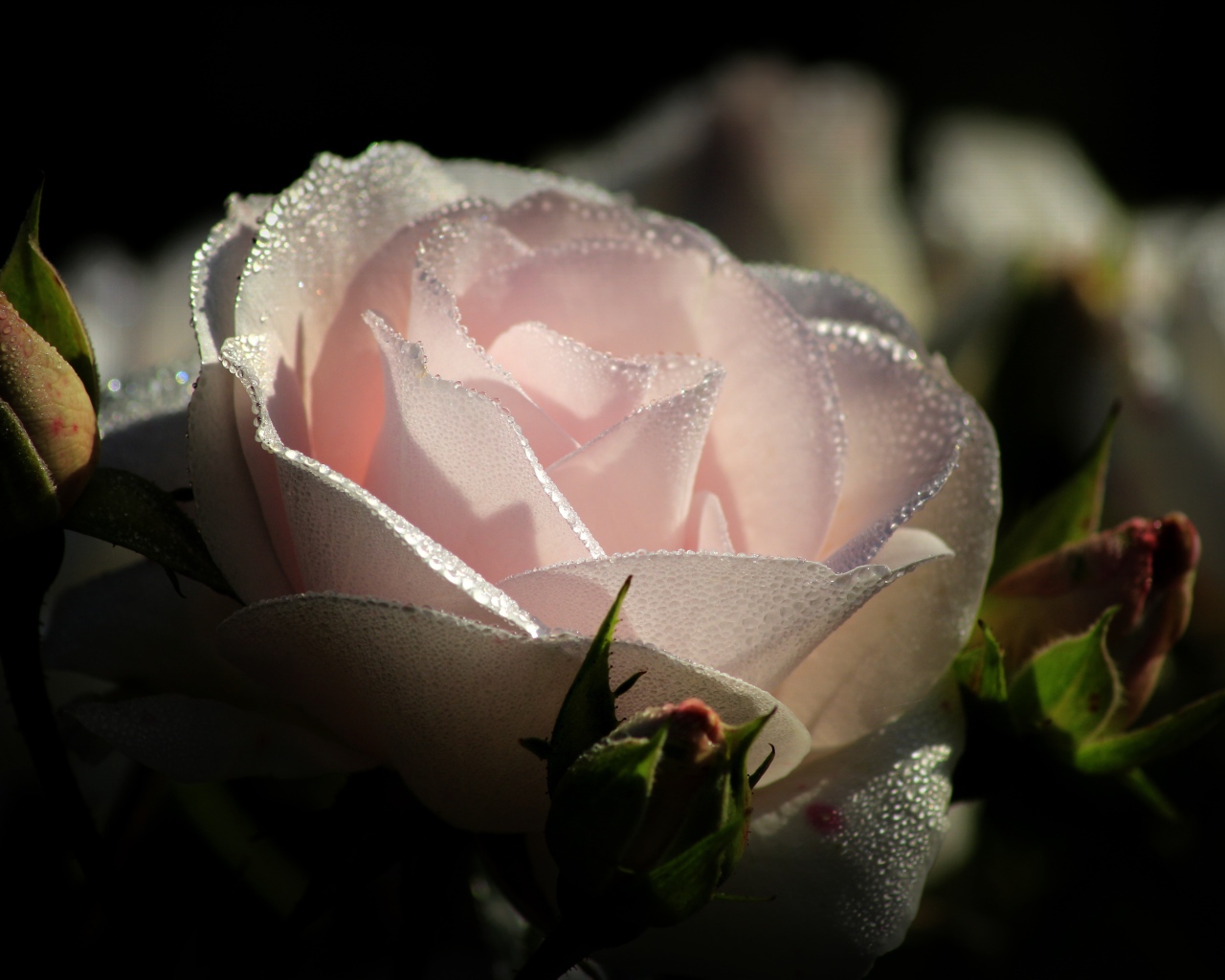 Нежно розовая роза с бутонами в каплях росы