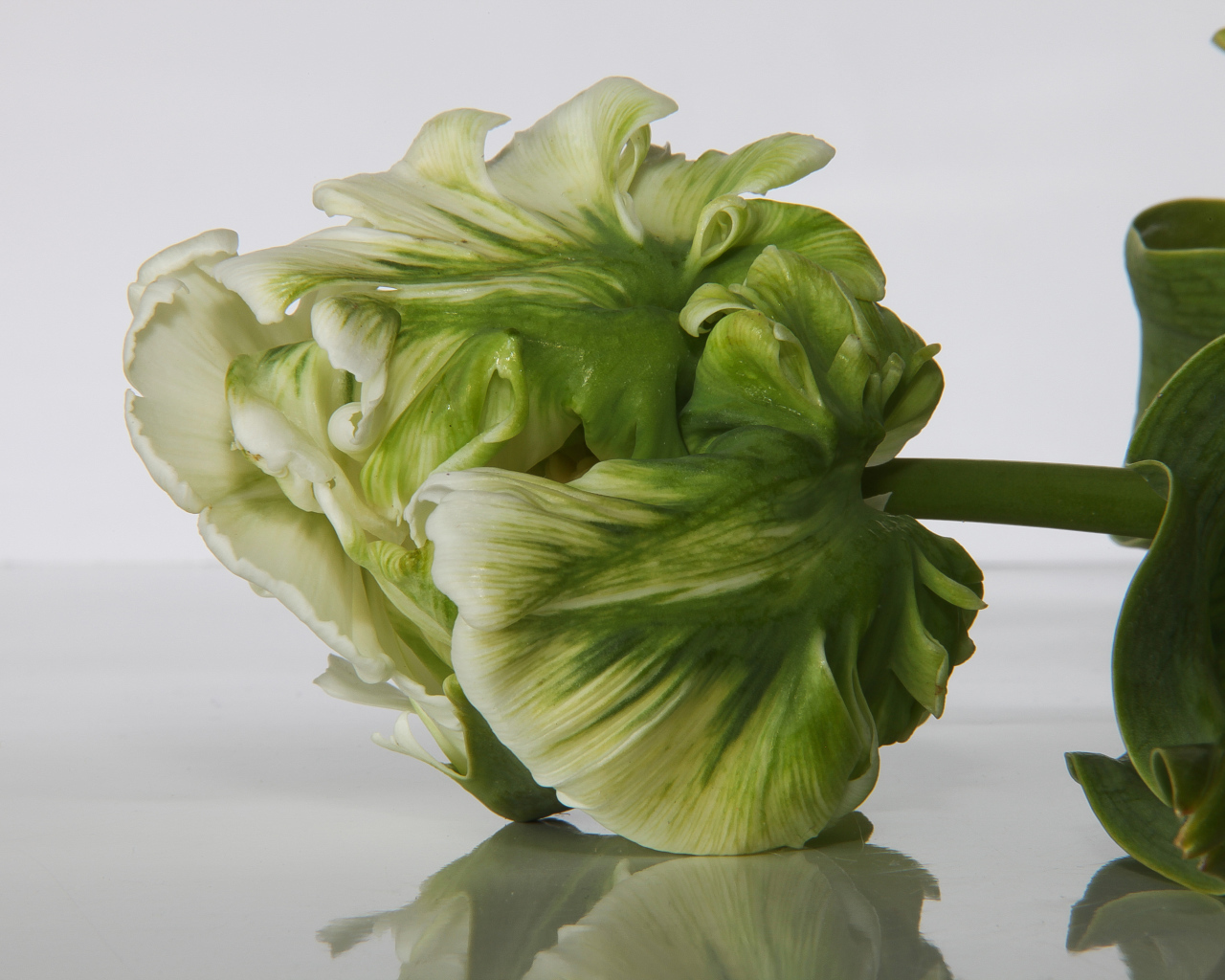 Зеленый с белым тюльпан крупным планом