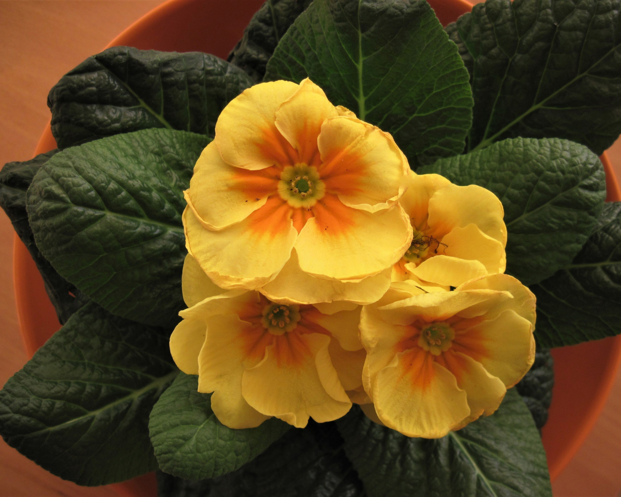 Комнатный цветок примула с желтыми цветами 