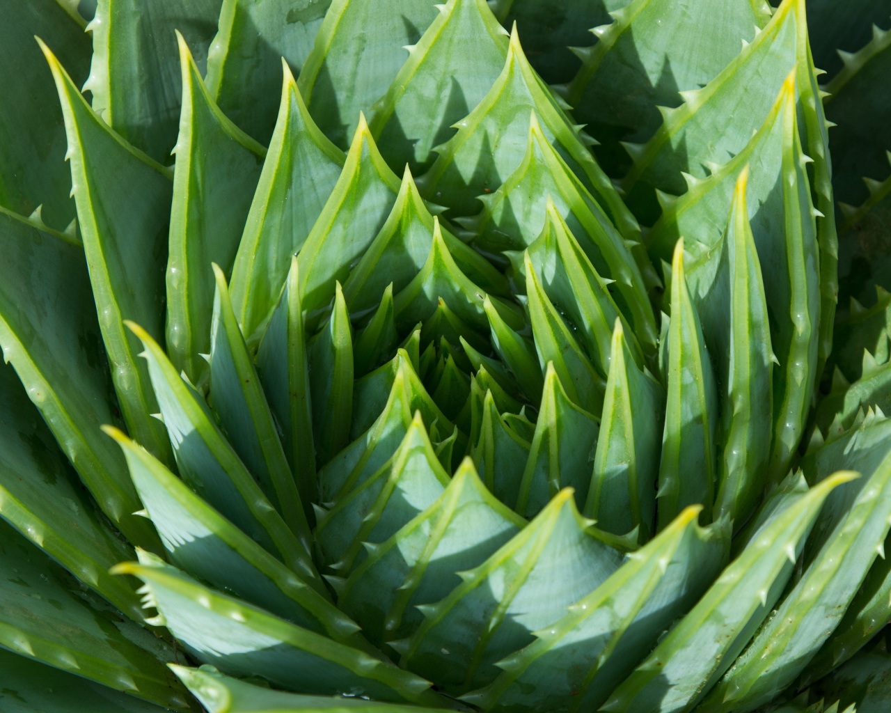 Сочные зеленые листья цветка алоэ 