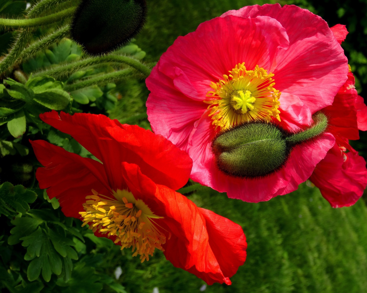 Большие красивые декоративные маки с бутонами