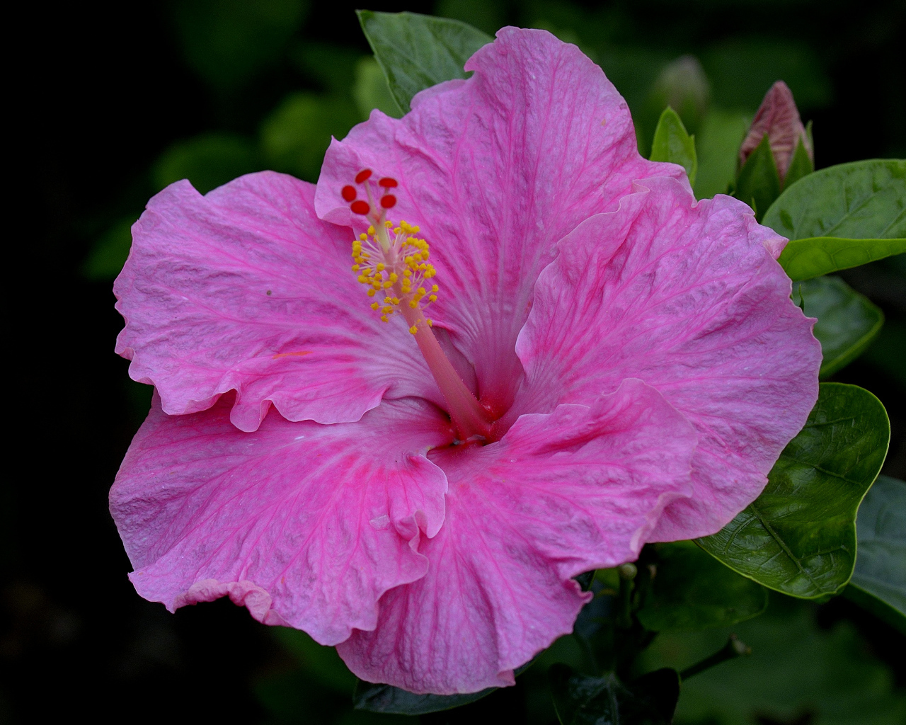 Большой красивый розовый цветок гибискуса