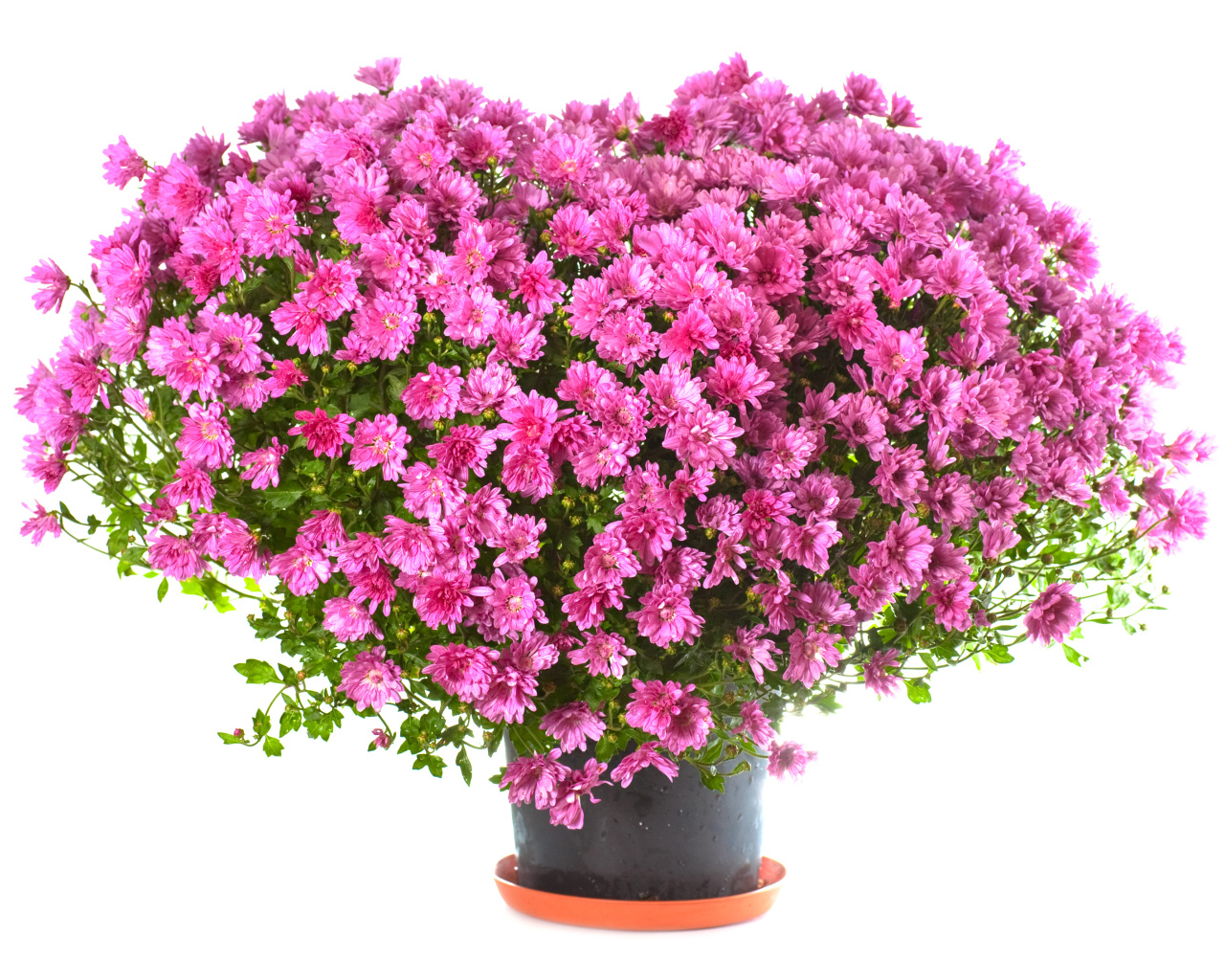 Большой букет розовых хризантем в горшке на белом фоне