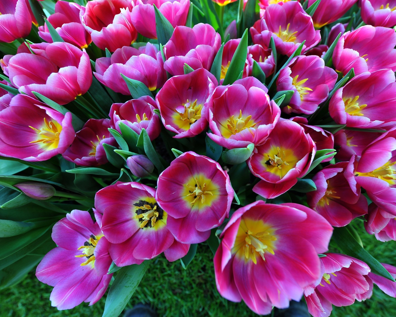 Большой букет розовых тюльпанов, вид сверху