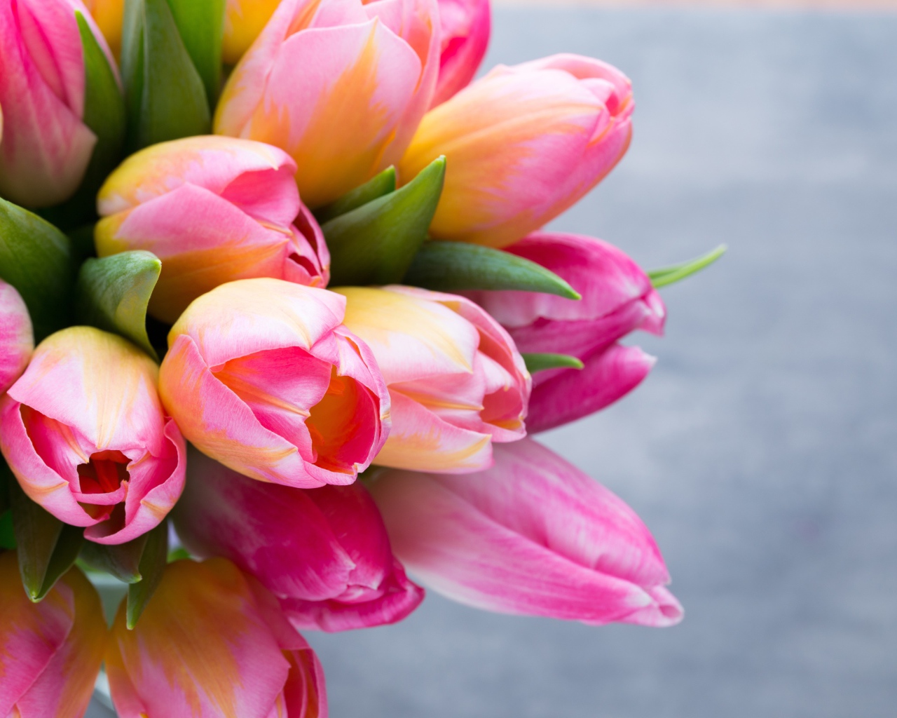 Большой букет розовых тюльпанов на сером фоне крупным планом