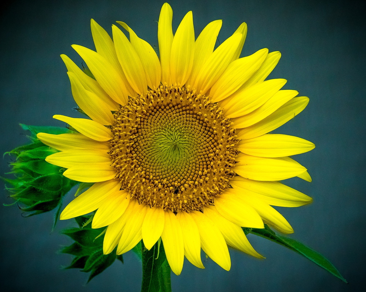 Большой цветок подсолнуха крупным планом