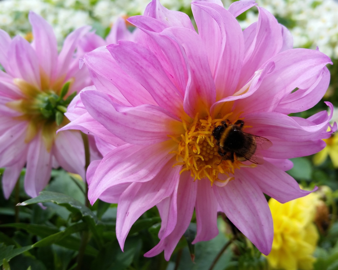 Крупные сиреневые георгины на клумбе