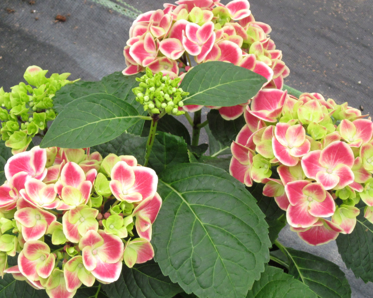 Большие розовые цветы гортензия