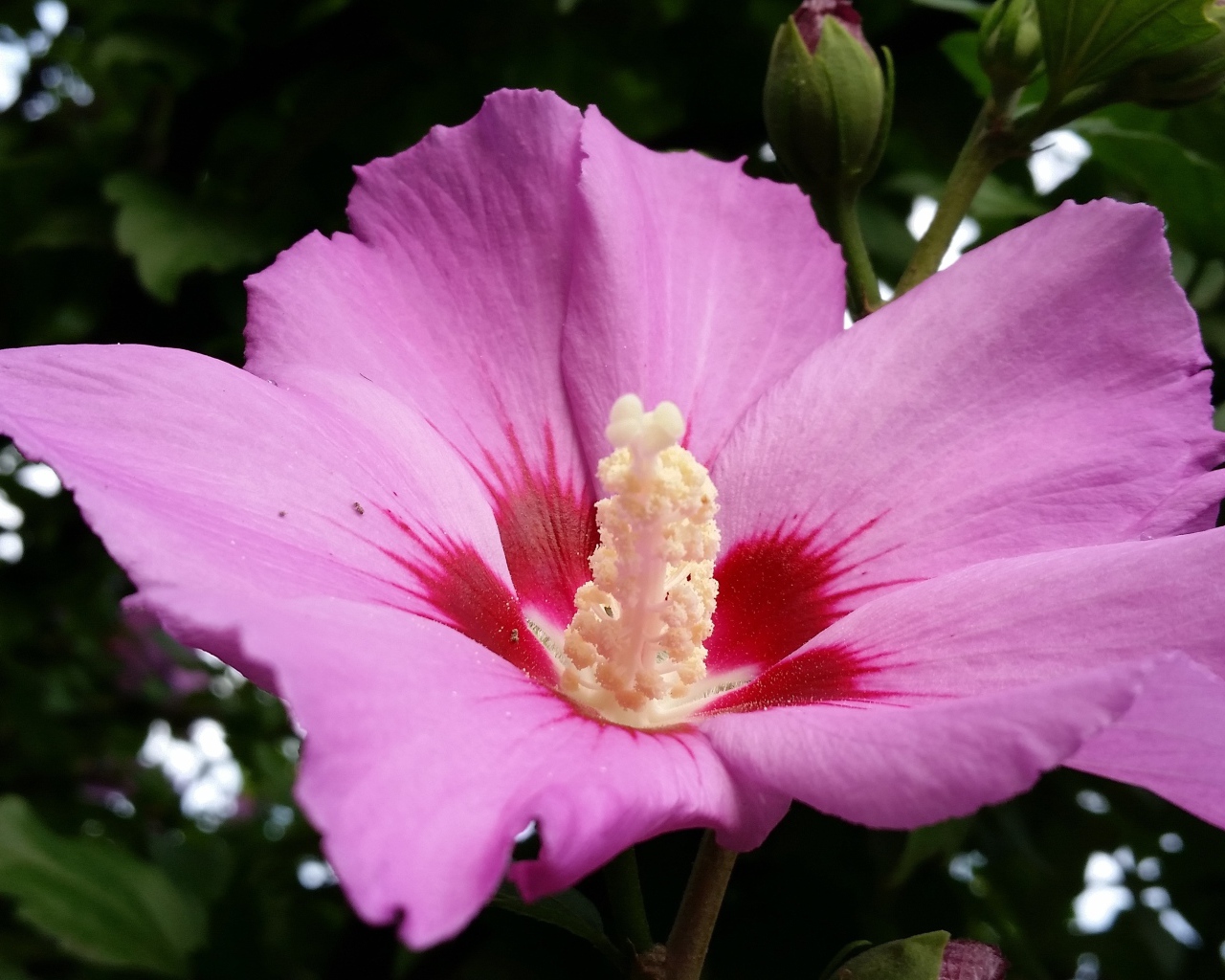 Большой розовый цветок гибискуса с бутоном