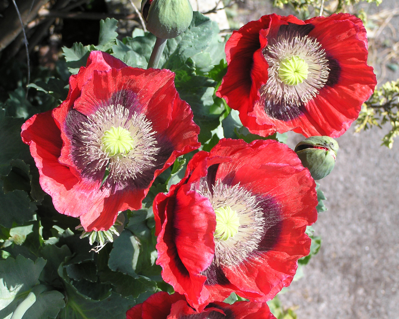 Большие красные маки крупным планом