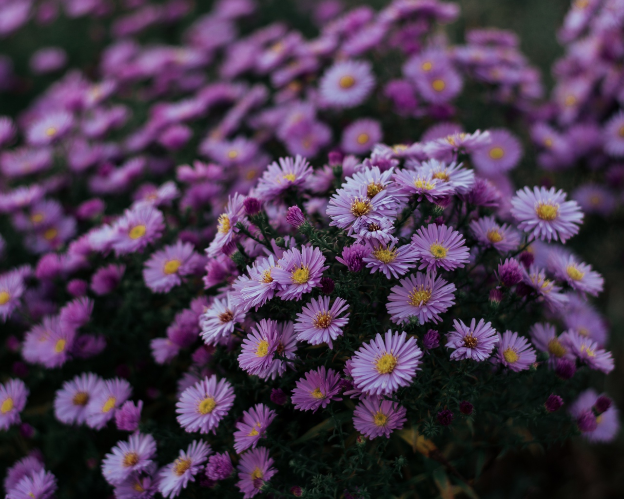 Сиреневые осенние цветы сентябринка 