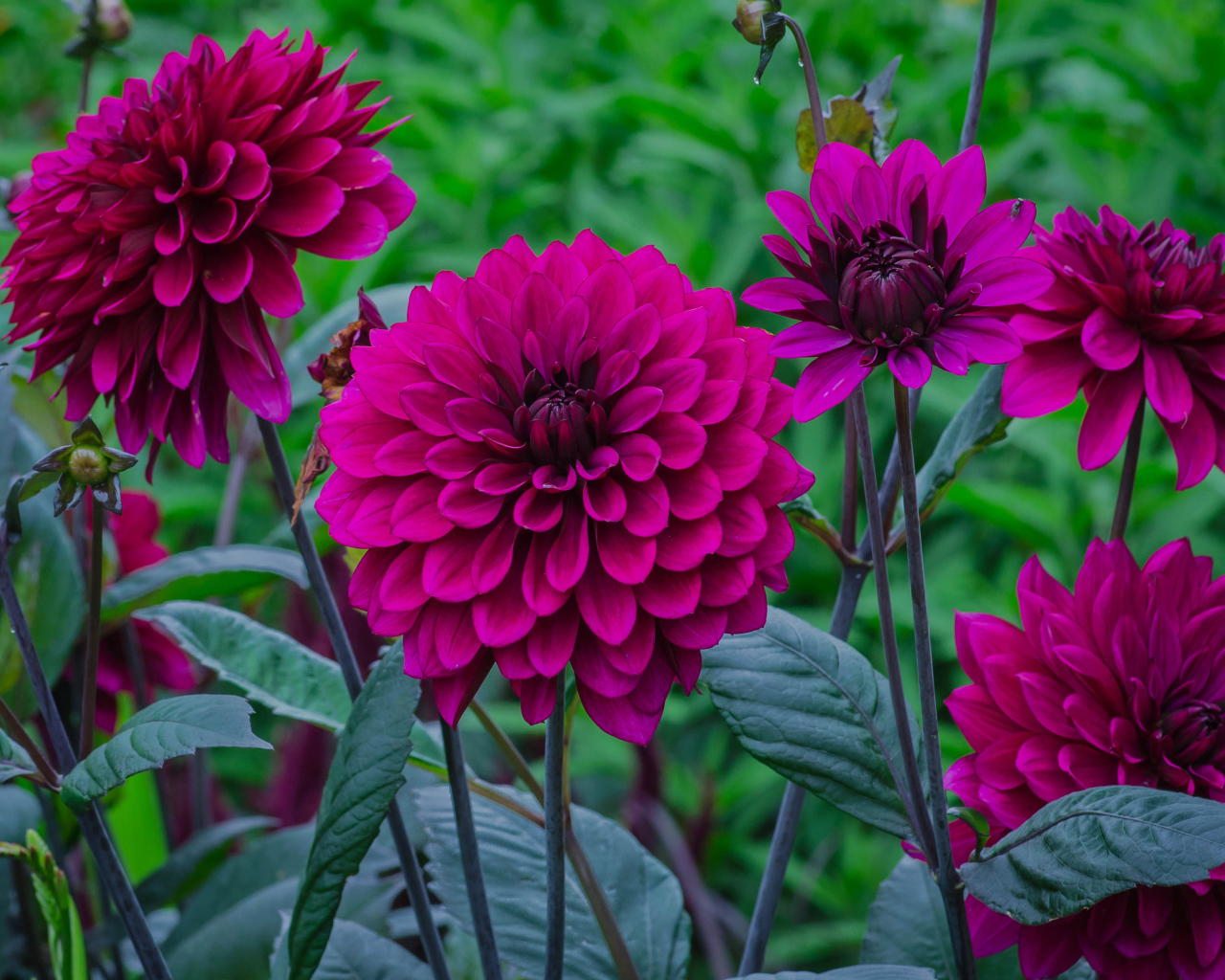 Сиреневые георгины с бутонами на клумбе 