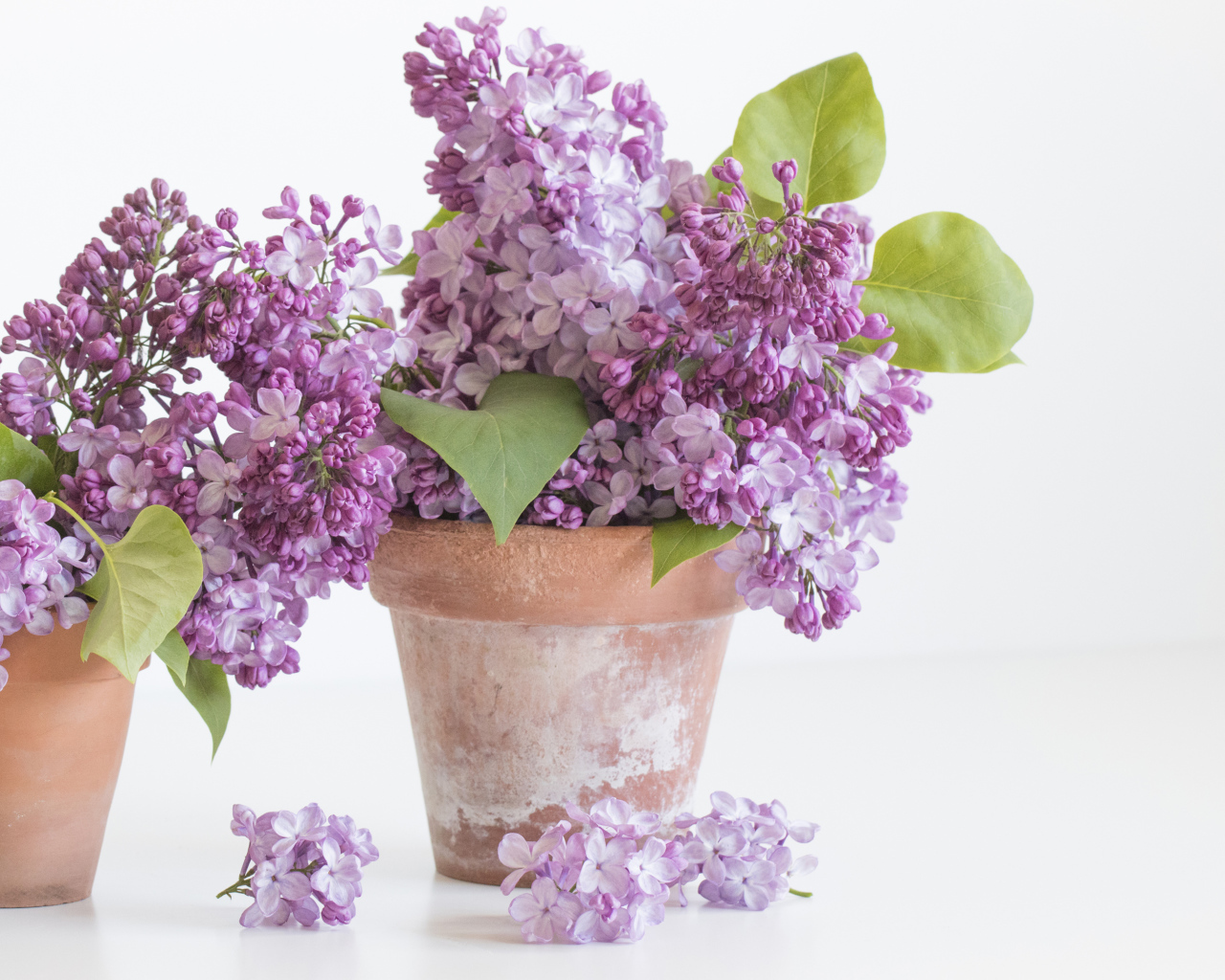 Цветы сирени в горшках на белом фоне