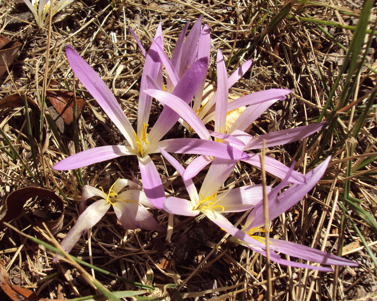 Сиреневые цветы крокуса распустились весной
