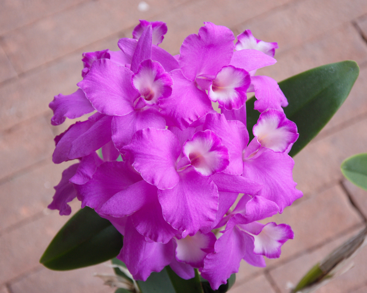 Сиреневые цветы орхидеи крупным планом