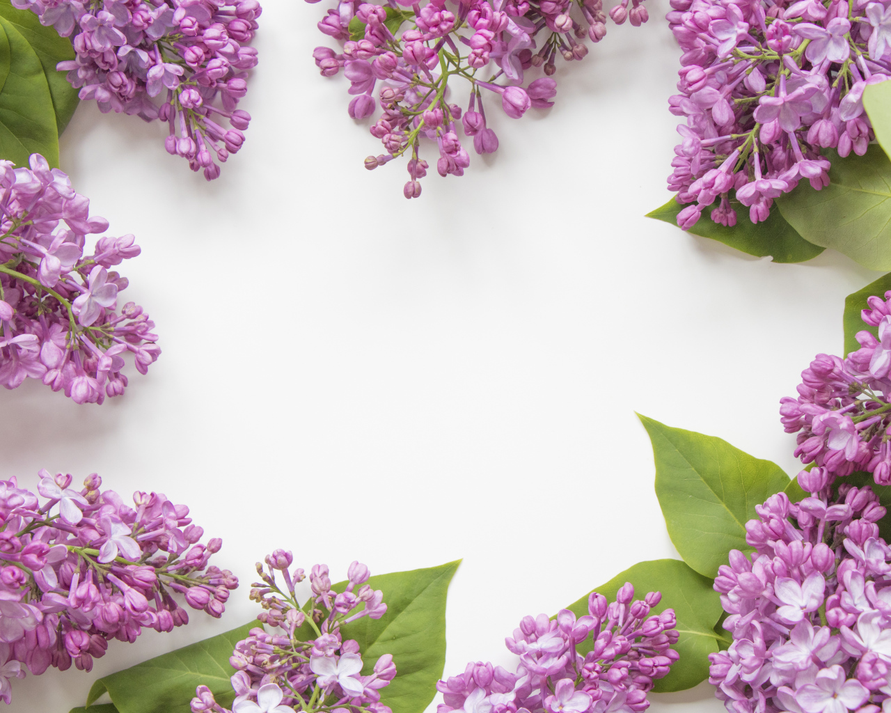 Цветы сирени на сером фоне 